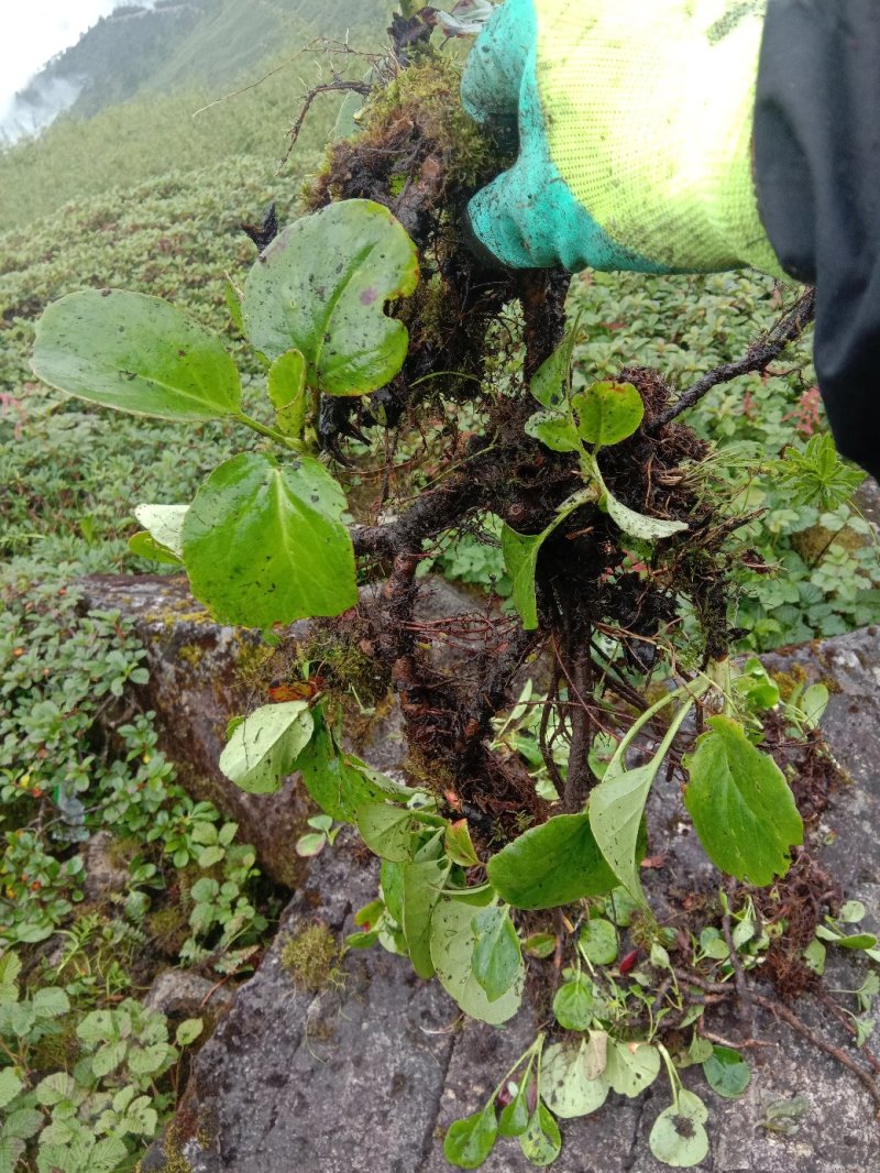 中药材岩白菜