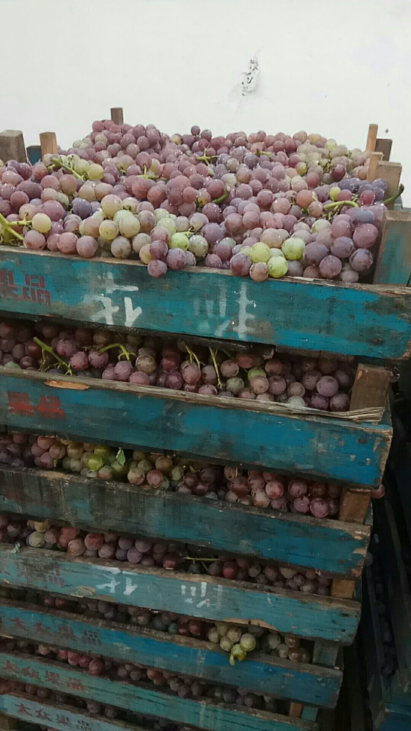 威县巨峰葡萄