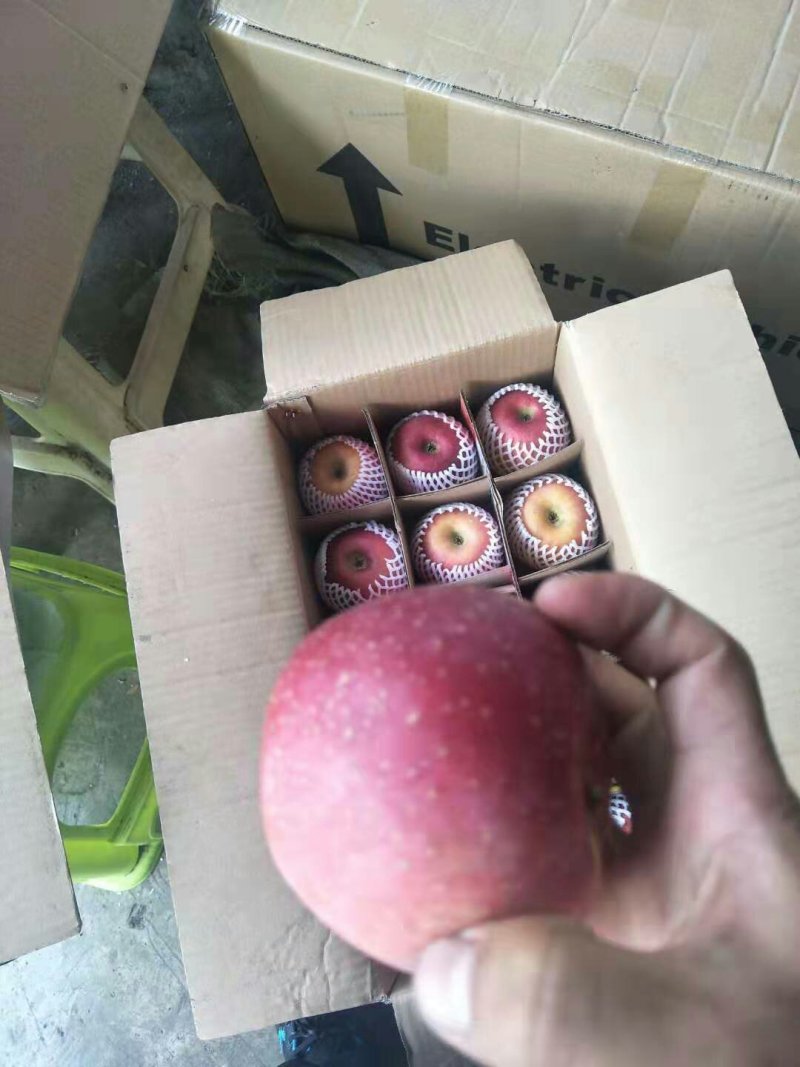 贵州苹果上市了品质好有需要的联系