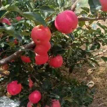 延长县冰糖心红富士，