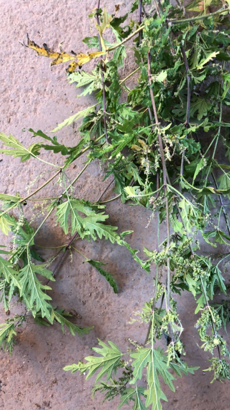 狭叶荨麻，艾蒿，量大质优欢迎联系🤝🤝🤝