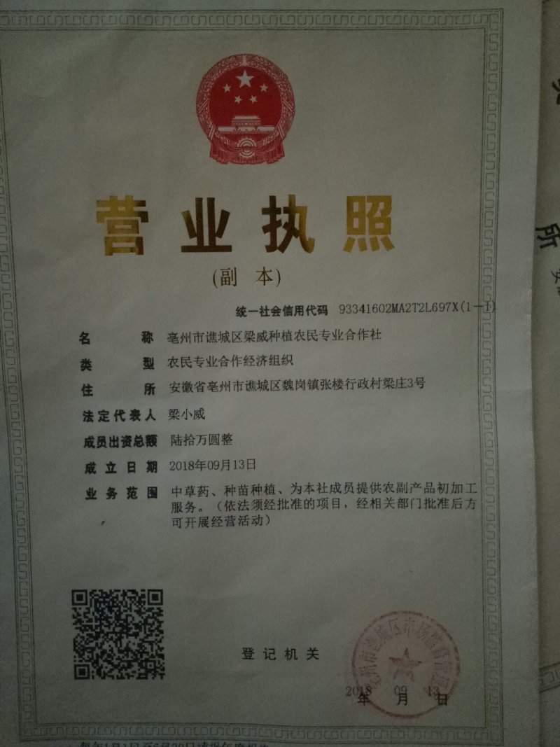 亳州市谯城区卫岗镇中药材地产无硫白芷大统二条