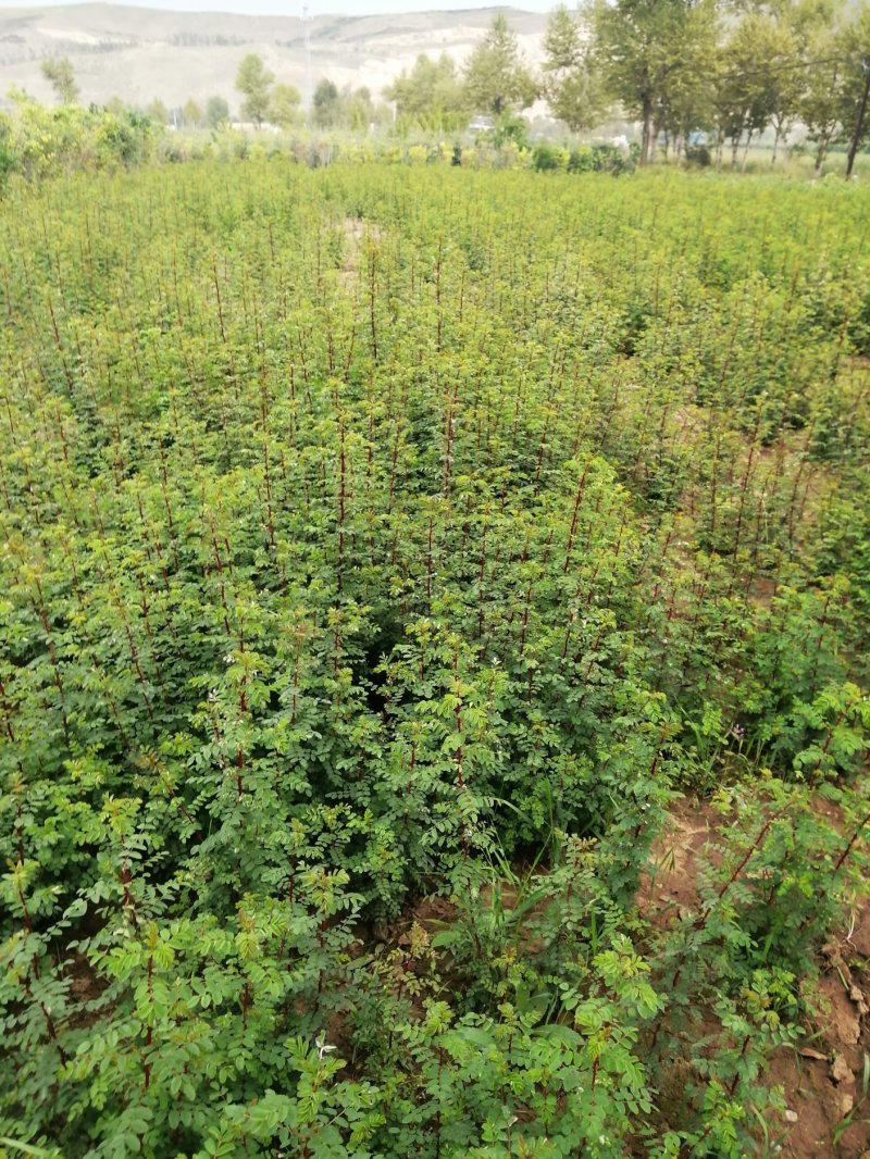 黄刺梅，量大优惠，过年便宜了，欢迎各位老板前来咨询联系