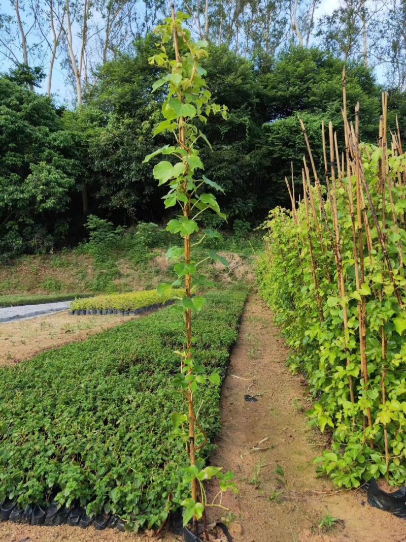 漳州市绿化苗木爬山虎