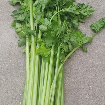 西芹