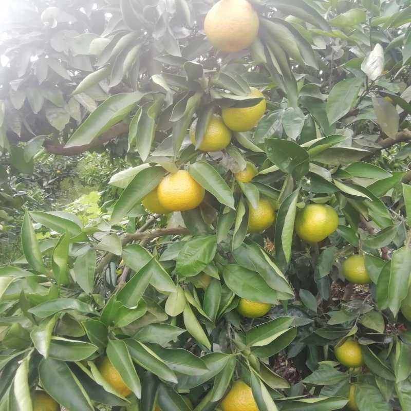 水果特早大量上实需要老板联系我