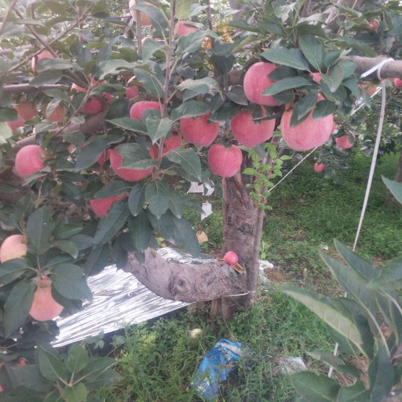 纸加膜红富士苹果等产地直供，品质把控，长期供货，合作共赢