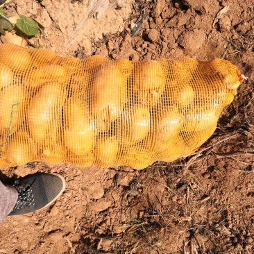 福田90土豆🥔