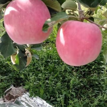 宁夏中卫的富硒苹果！每年9月20号左右大量上市！唐心十足