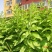 【叶用枸杞苗】四季种植蔬菜枸杞苗，全国包邮(杭州枸杞菜)
