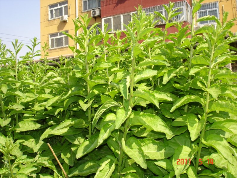 【叶用枸杞苗】四季种植蔬菜枸杞苗，全国包邮(杭州枸杞菜)