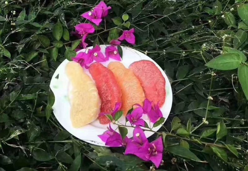 广东平和琯溪蜜柚，，，，，，，，，，，，，，，