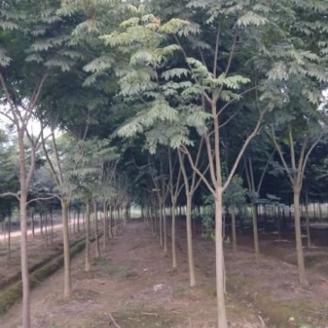 欢迎定购湖北栾树，批发价格