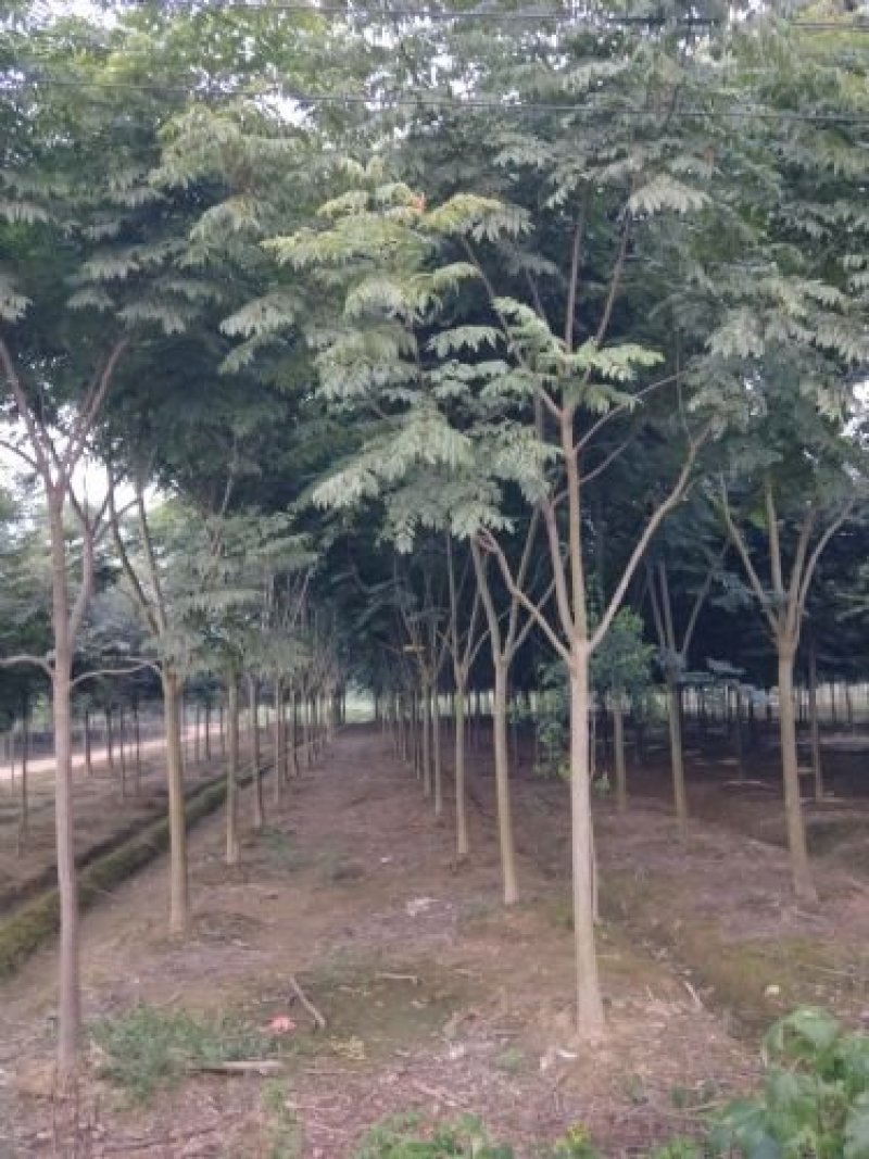 欢迎定购湖北栾树，批发价格