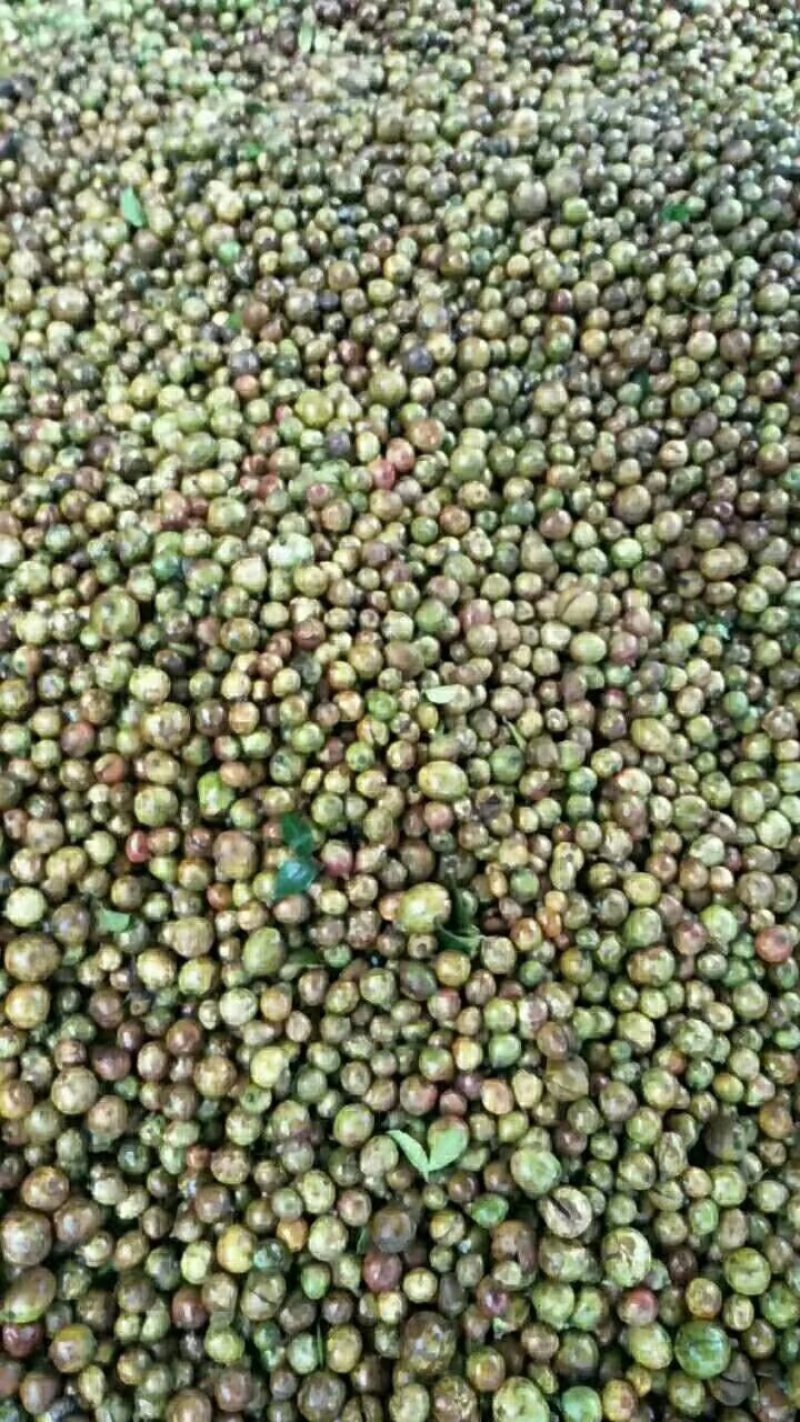 油茶果