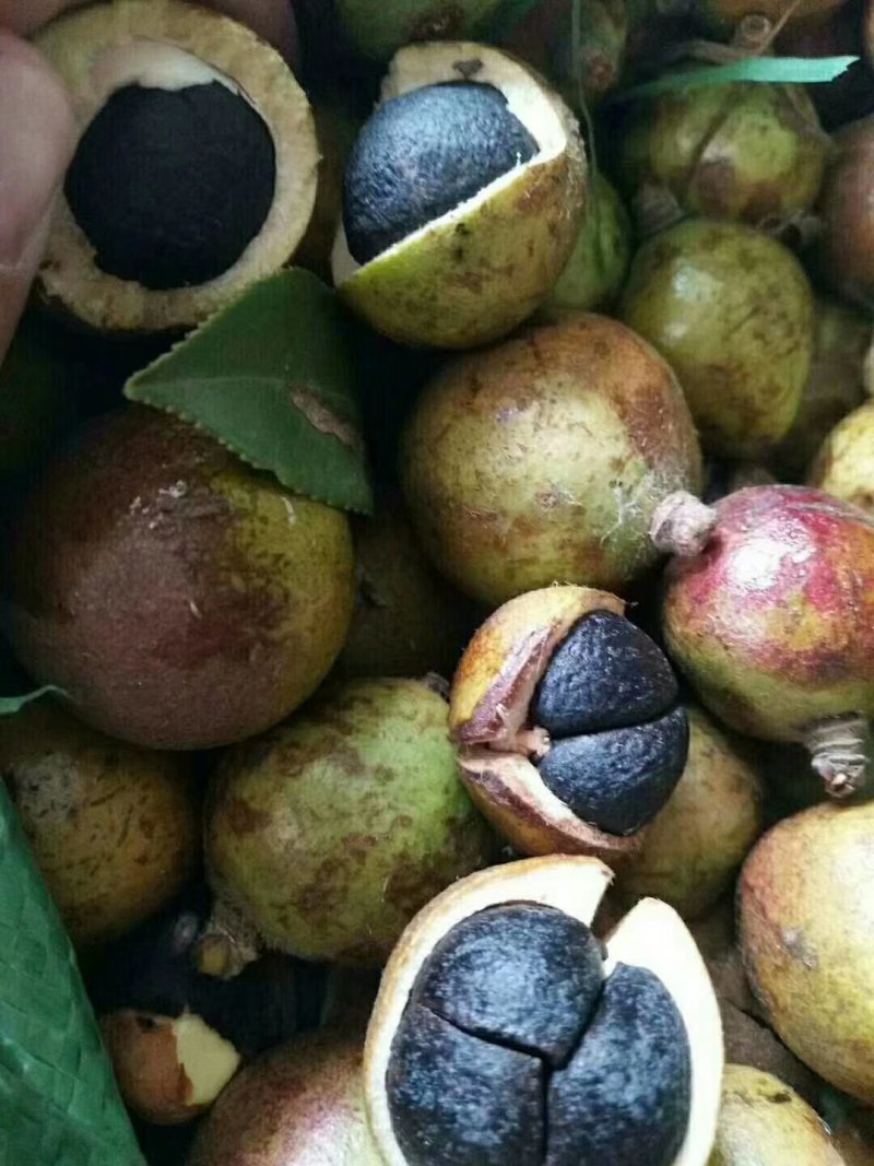 油茶果