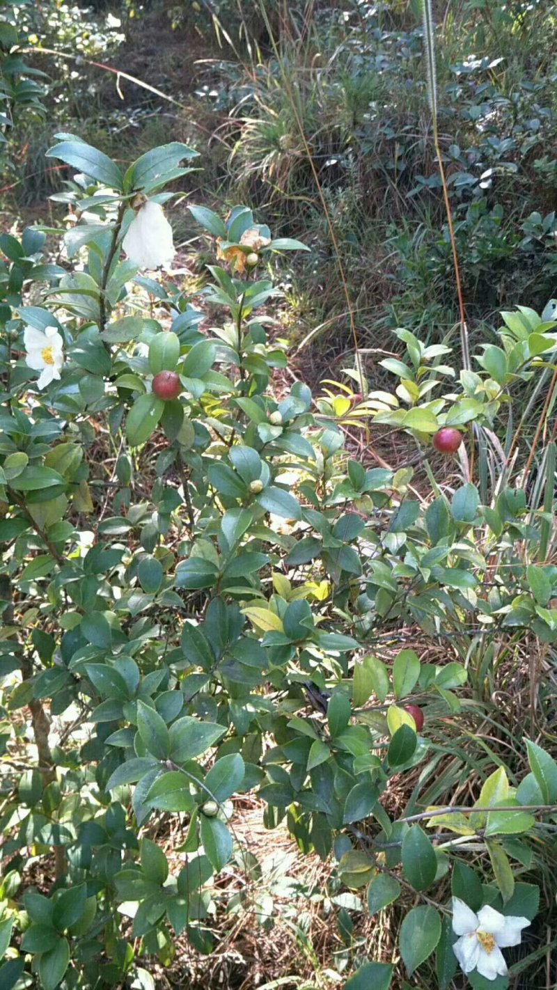 油茶果