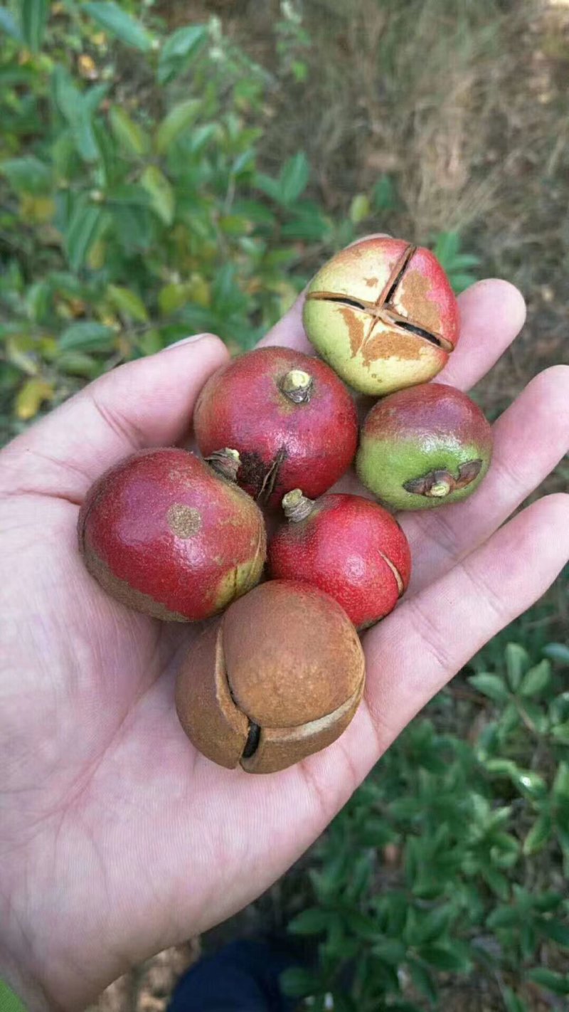 油茶果