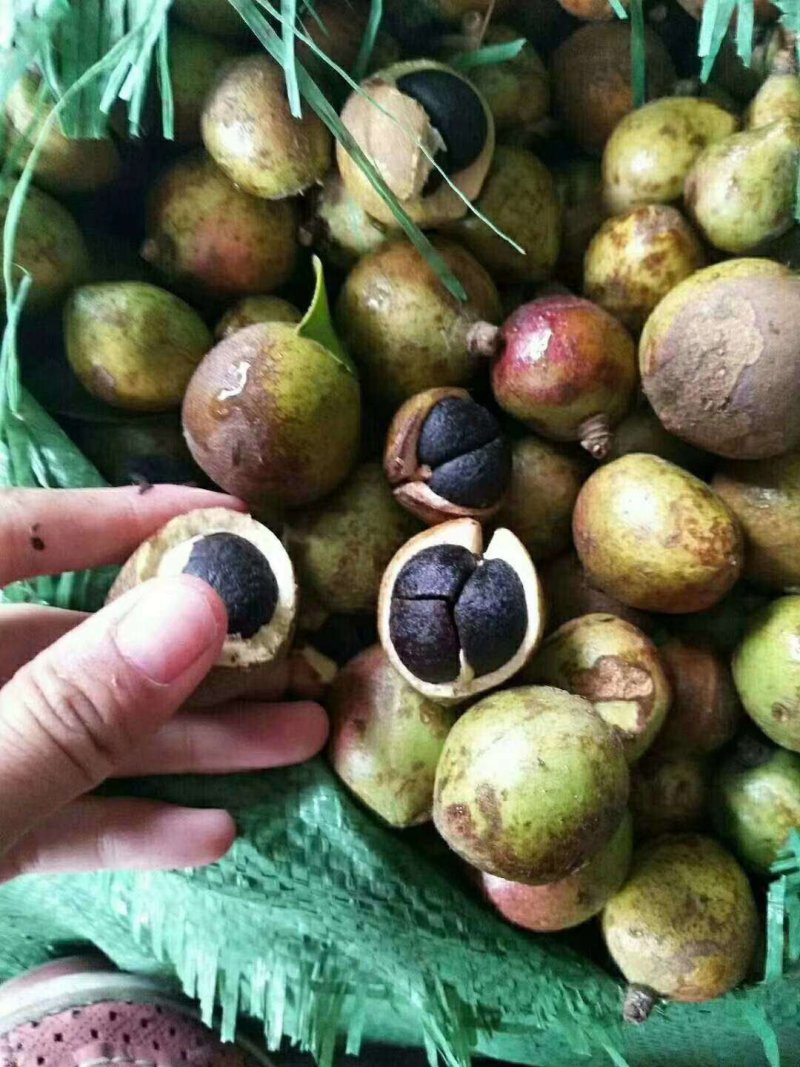 油茶果