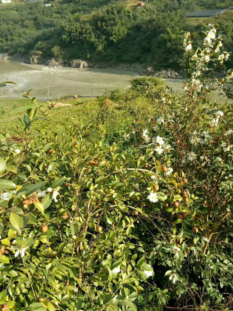 油茶果