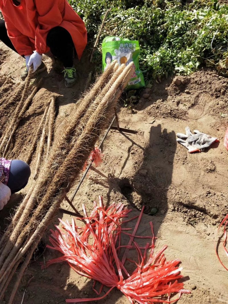 铁棍山药大量现货产地直发铁杆淮山药【可视频看货装车直播】