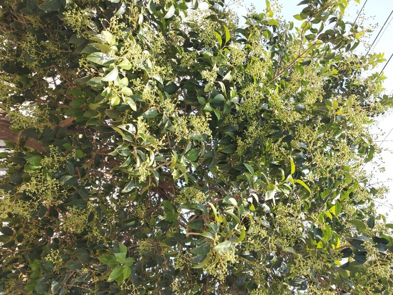 家乡有大量女贞子，求收购商