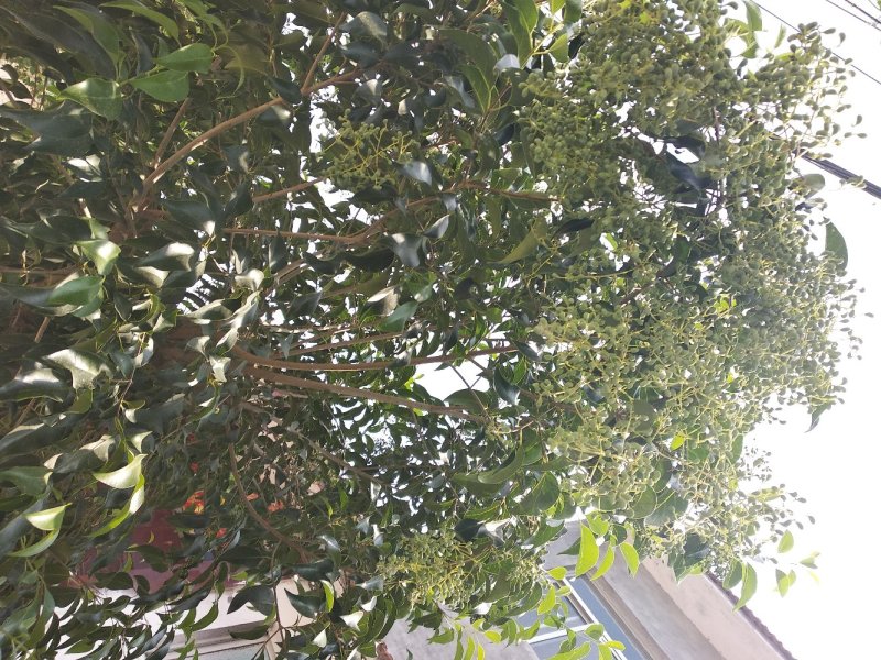 家乡有大量女贞子，求收购商