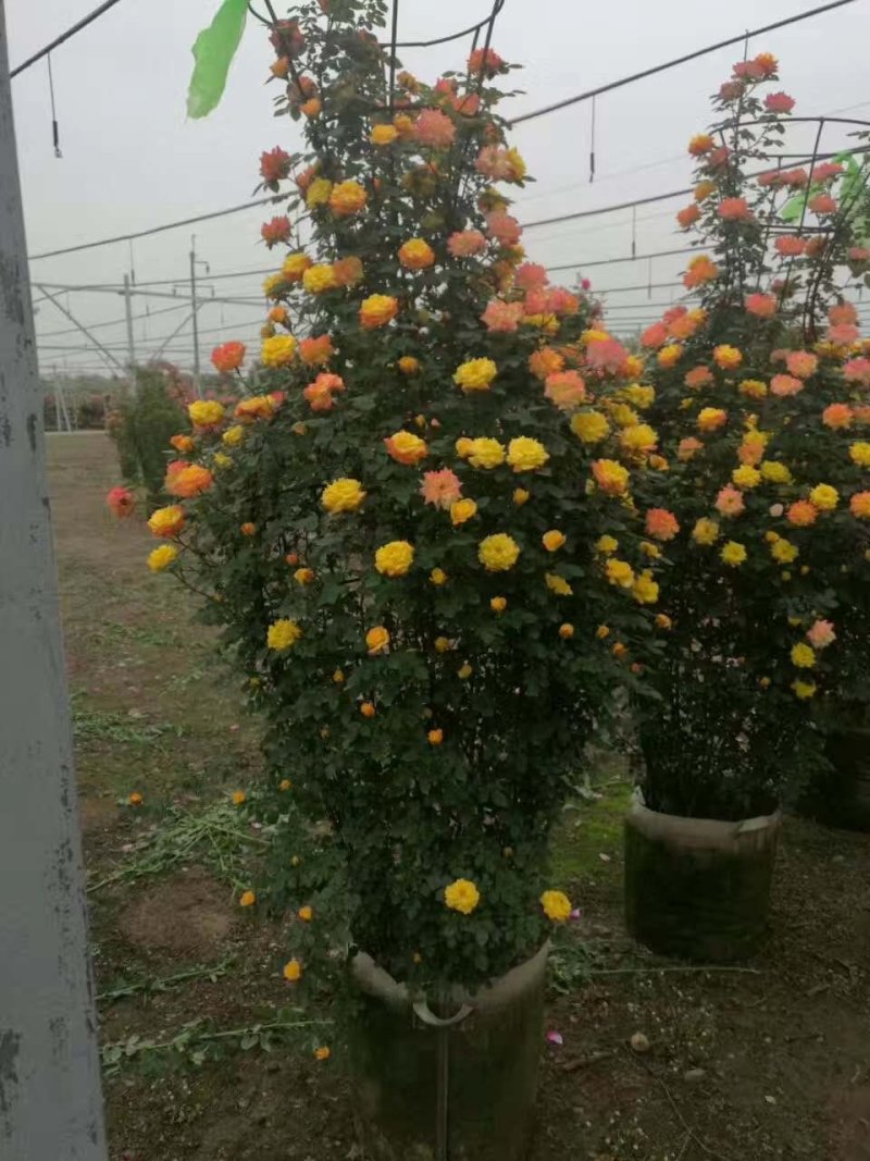 月季花瓶，2米高月季花瓶，花瓶月季。