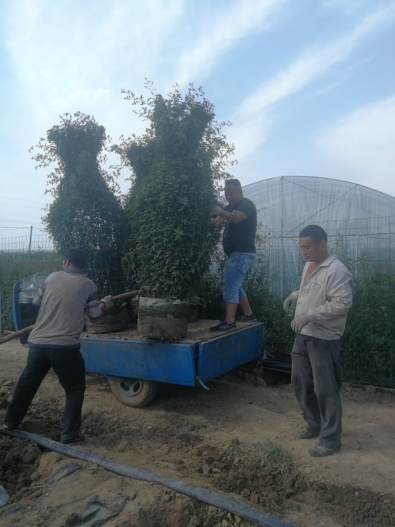 月季花瓶，2米高月季花瓶，花瓶月季。