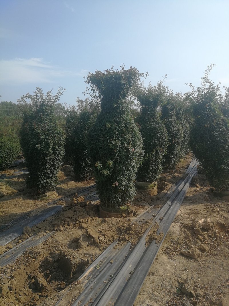 月季花瓶，2米高月季花瓶，花瓶月季。