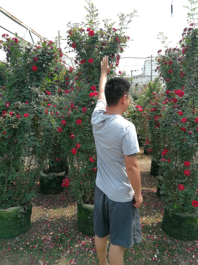 月季花瓶，2米高月季花瓶，花瓶月季。