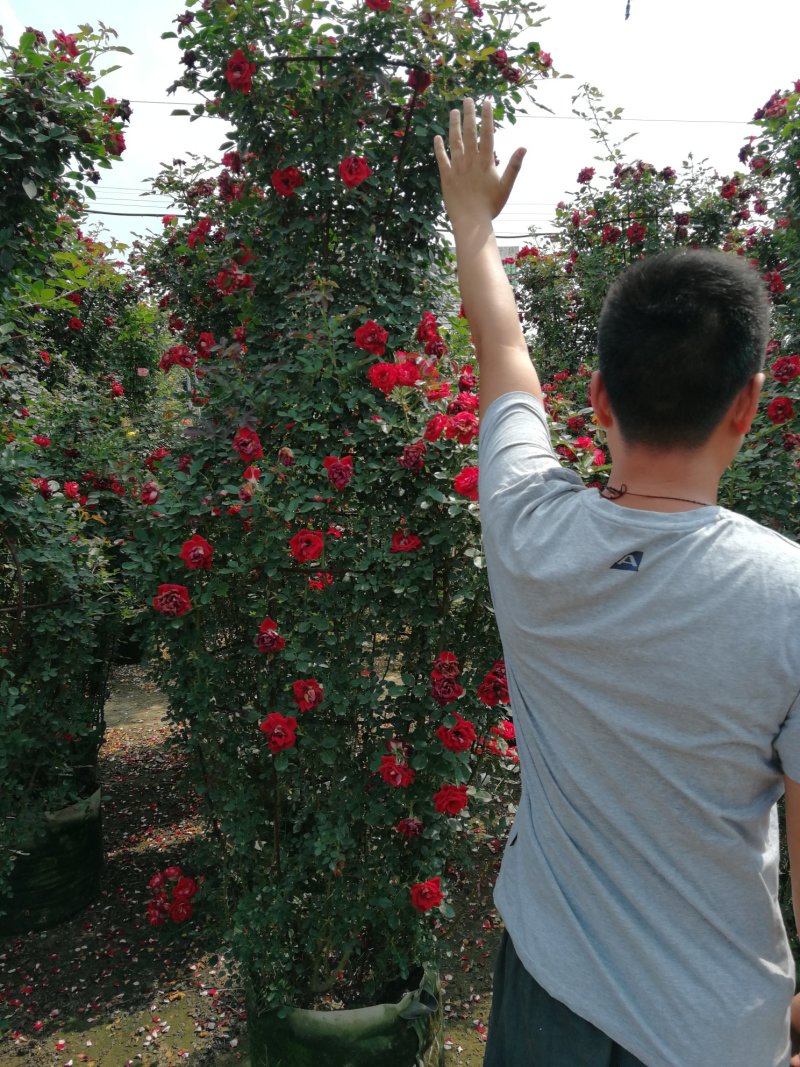 月季花瓶，2米高月季花瓶，花瓶月季。