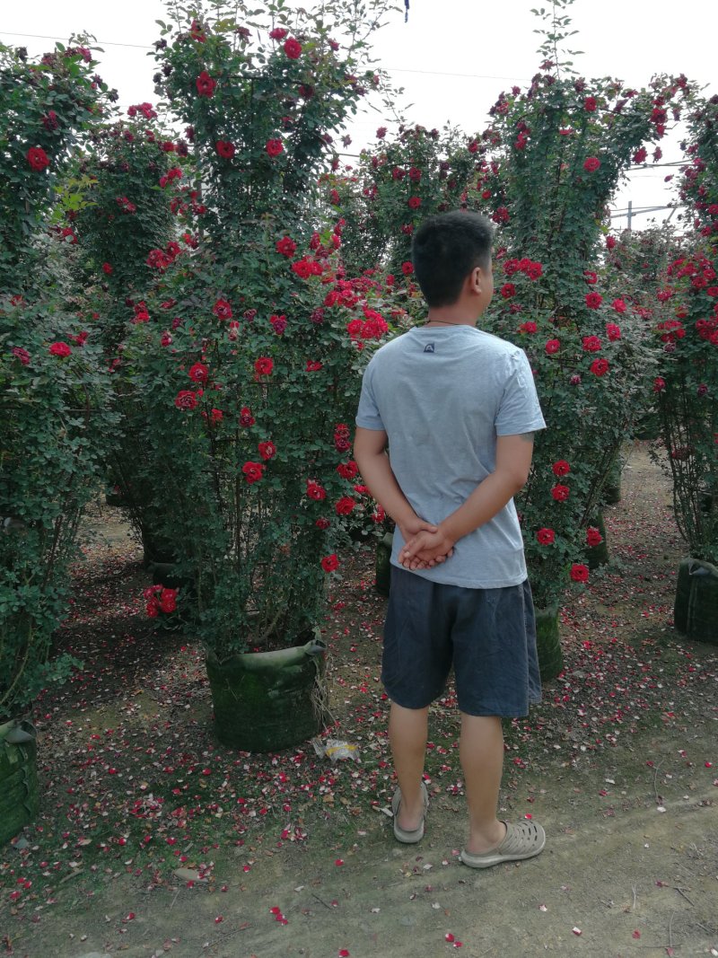 月季花瓶，2米高月季花瓶，花瓶月季。