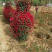 月季花瓶，2米高月季花瓶，花瓶月季。