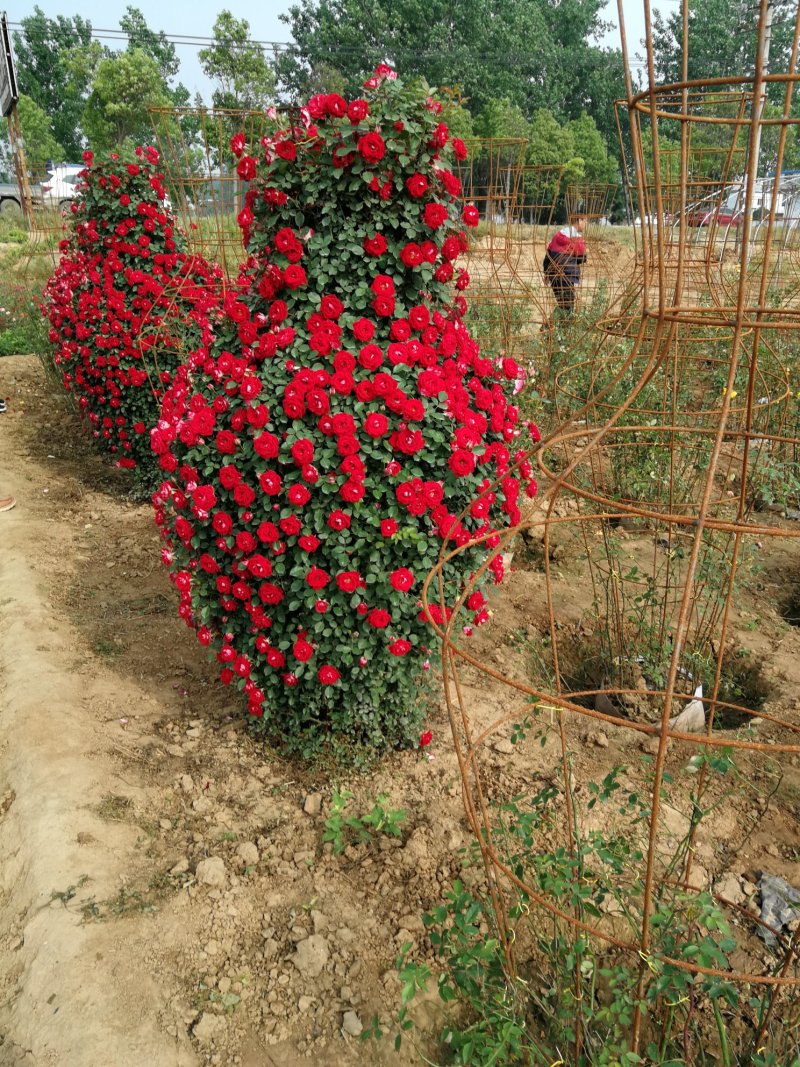 月季花瓶，2米高月季花瓶，花瓶月季。