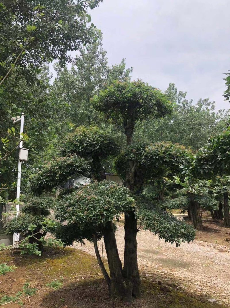 白蜡造型桩景一件代发