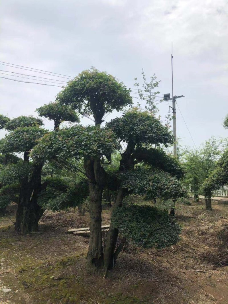 白蜡造型桩景一件代发