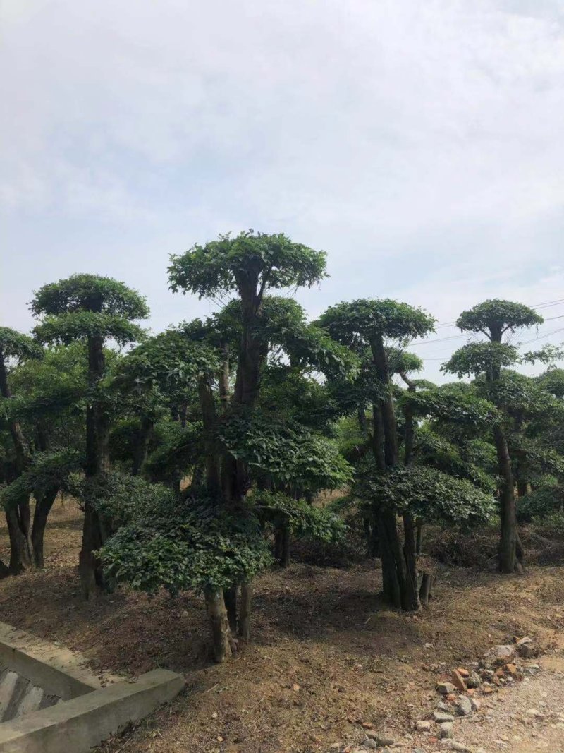 白蜡造型桩景一件代发