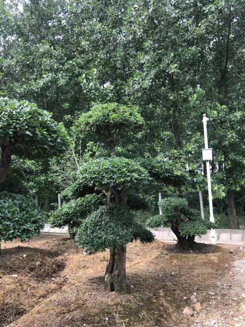 白蜡造型桩景一件代发