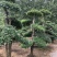 白蜡造型桩景一件代发