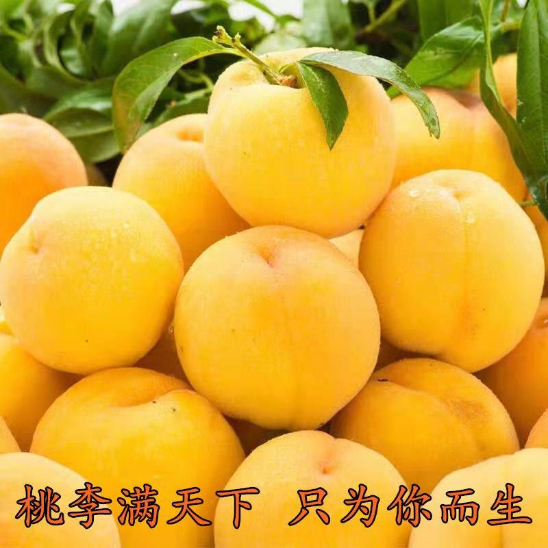黄桃水果新鲜桃子水蜜桃非鹰嘴桃当季现摘山东黄桃应季水果5