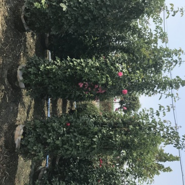 月季花柱，1.8米高，直径35厘米月季花柱，柱形月季