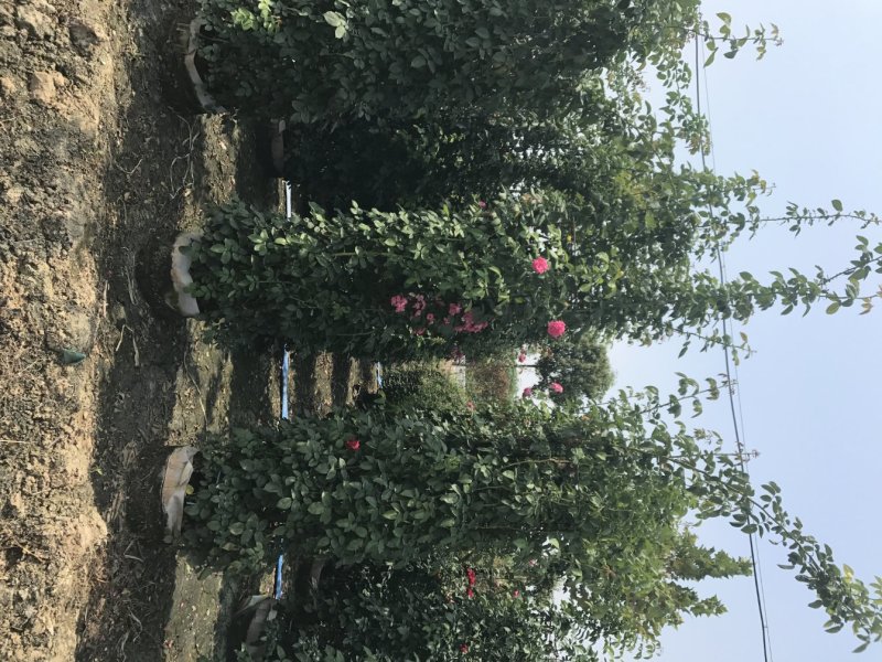 月季花柱，1.8米高，直径35厘米月季花柱，柱形月季
