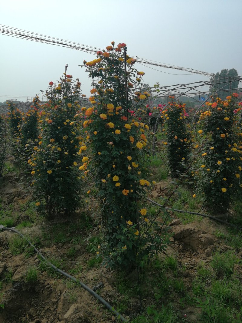 月季花柱，1.8米高，直径35厘米月季花柱，柱形月季