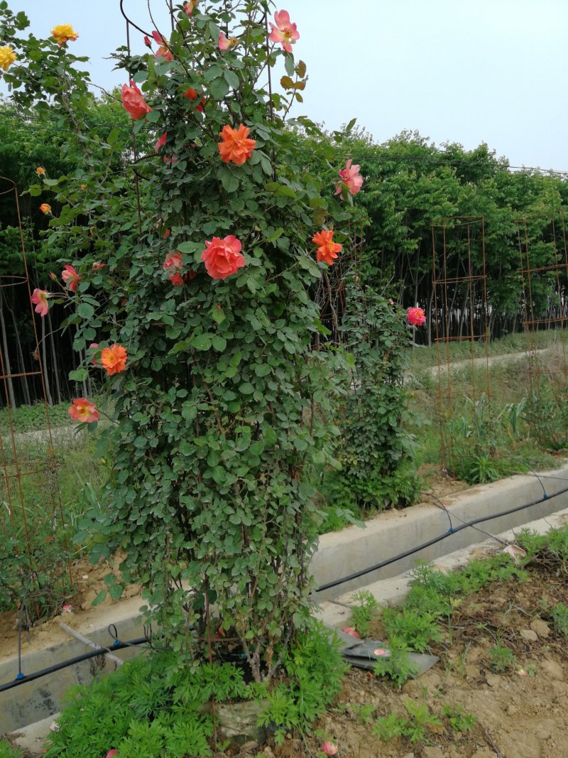 月季花柱，1.8米高，直径35厘米月季花柱，柱形月季