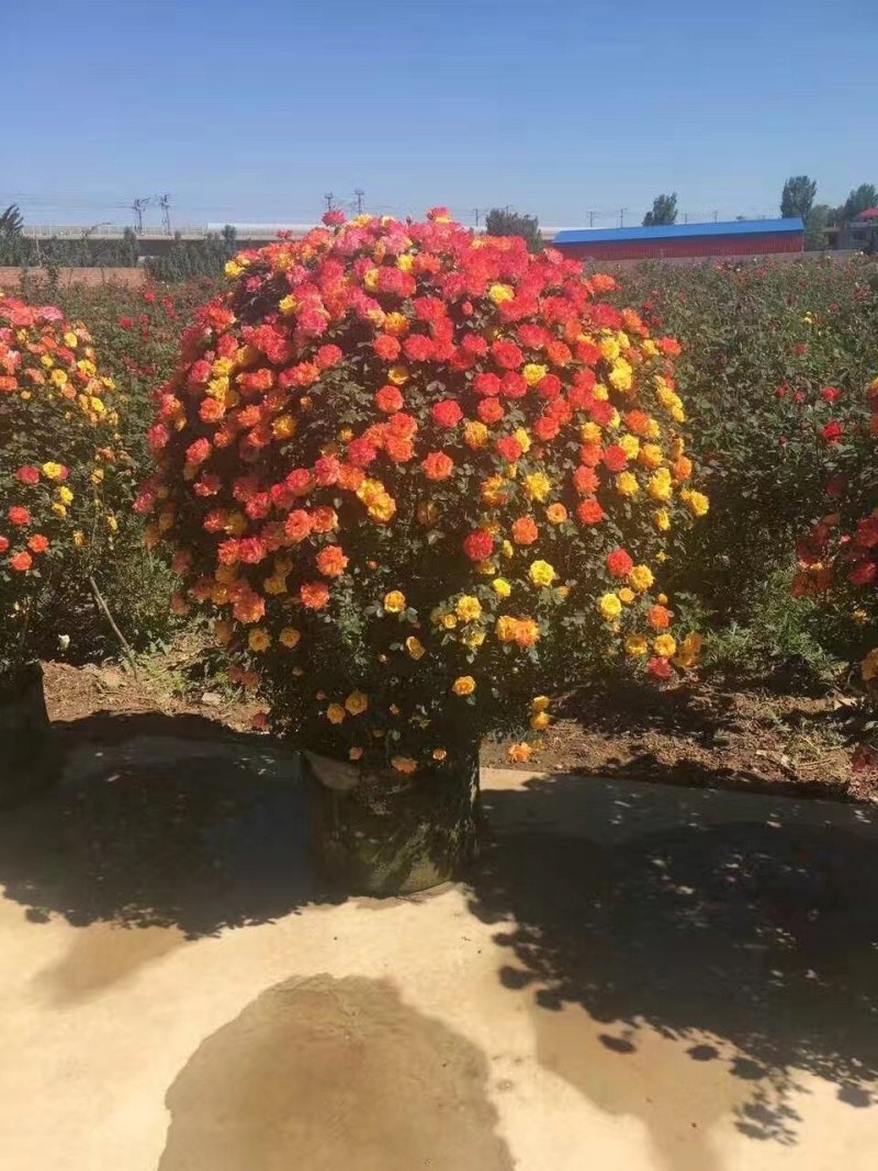 月季花球，球形月季，80公分直径月季花球，1米直径月季花