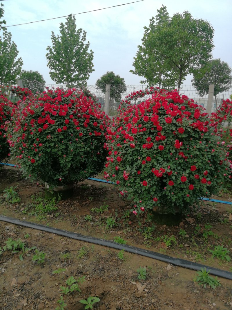 月季花球，球形月季，80公分直径月季花球，1米直径月季花