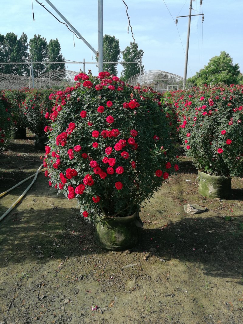 月季花球，球形月季，80公分直径月季花球，1米直径月季花