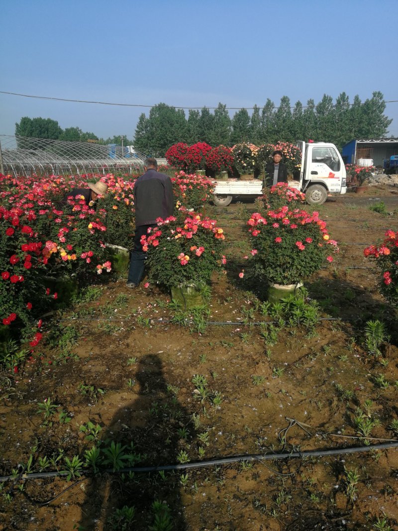 月季花球，球形月季，80公分直径月季花球，1米直径月季花