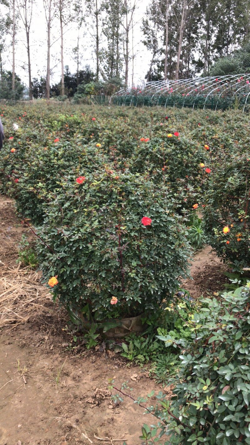 月季花球，球形月季，80公分直径月季花球，1米直径月季花